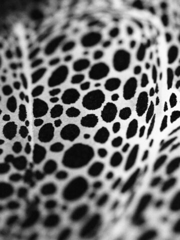 NC-2022-36x70-detail2